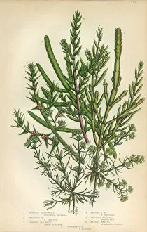 Images Dated 17th February 2016: Glasswort, Salicornia, Seblite, Saltwort, Knawel, Carnation, Scleranthus