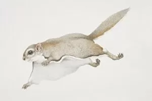 Glaucomys sabrinus, Northern Flying Squirrel leaping forward