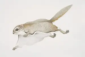 Jumping Prints: Glaucomys sabrinus, Northern Flying Squirrel leaping forward