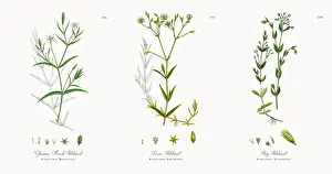 Stitchwort Prints: Glaucous Marsh Stitchwort, Stellaria Holostea, Victorian Botanical Illustration, 1863