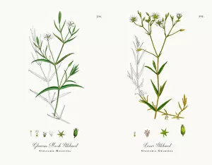 Images Dated 30th November 2017: Glaucous Marsh Stitchwort, Stellaria Holostea, Victorian Botanical Illustration, 1863