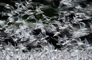 Seagull Gallery: Glaucous-winged gulls, Larus glaucescens, diving for fish scraps in sea, near Cardova