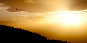 Images Dated 29th December 2011: Glider at sunset