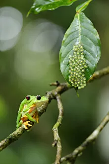 Images Dated 1st November 2015: Gliding Tree Frog
