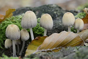 Images Dated 6th September 2014: Glistenin Ink-cap or Mica Cap -Coprinellus micaceus-, Emsland, Lower Saxony, Germany