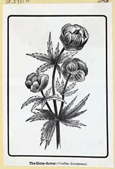 The Globe Flower From Woodcut