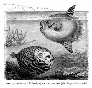 Images Dated 4th October 2013: Globefish and Sunfish