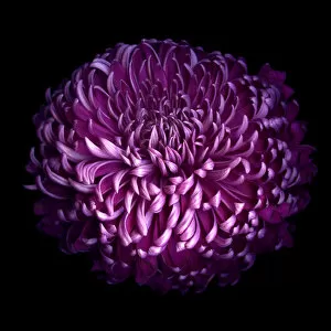 Images Dated 23rd January 2014: Glorious Autumn Purple Chrysanthemum