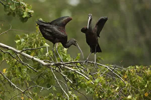 Glossy ibis balancing on branch