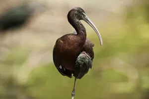 Glossy ibis up close