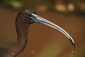 Glossy ibis close-up