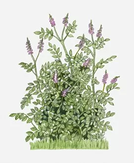 Images Dated 21st June 2010: Glycyrrhiza glabra (Liquorice) with purple flowers amd green leaves on tall stems