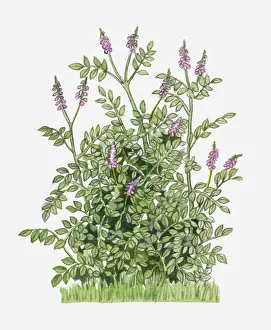 Glycyrrhiza glabra (Liquorice) with purple flowers amd green leaves on tall stems