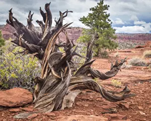 Gnarled juniper tree on barren ground in Capitol Reef National Park, Utah, USA
