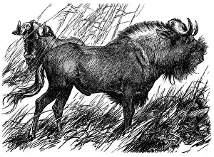 Wildebeest Prints: Gnu (catoblepas gnu)