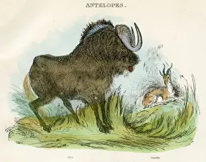 Gnu and gazelle antelopes engraving 1893