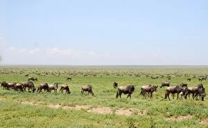 Images Dated 15th February 2010: Gnus in the savana