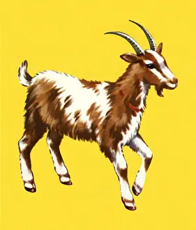 Goat