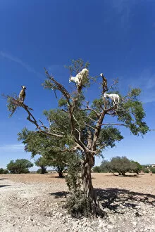 Images Dated 14th October 2013: Goat feeding in argan tree. Marocco