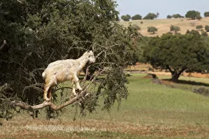 Images Dated 24th February 2013: Goat feeding in argan tree. Marocco
