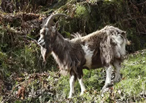 Images Dated 4th May 2010: Goat, Glendalough, Wicklow Mountains, County Wicklow, Republic of Ireland, British Isles, Europe