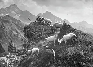GOAT HEARDER IN SWITZERLAND
