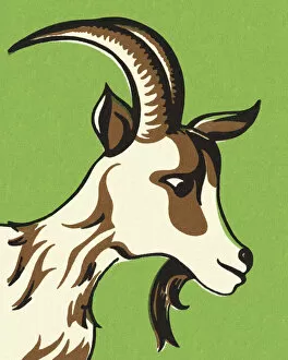 Goat with Horns