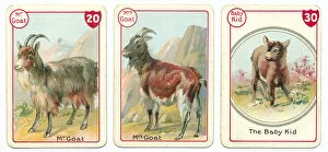 Noah's Art Victorian Card Game Prints Collection: Three goat playing cards Victorian animal families game