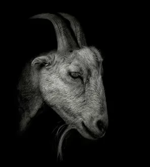 Goat Portrait Monochrome