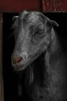 Goat in Red Barn Portrait