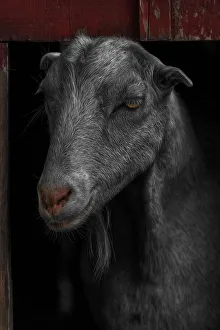 Images Dated 5th July 2016: Goat in Red Barn Portrait