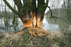 Images Dated 22nd January 2012: Goat Willow -Salix caprea- gnawed by beavers in a pond, Allgaeu, Bavaria, Germany, Europe