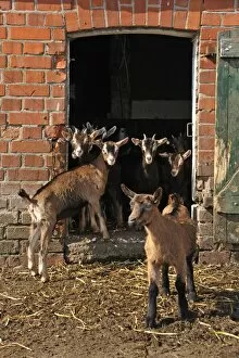 Goatlings or kids standing at the barn door on an organic farm, Othenstorf, Mecklenburg-Western Pomerania, Germany