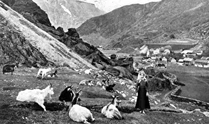 Among The Goats