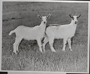 Two Goats