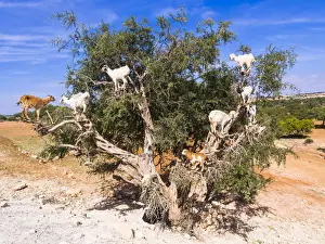Strange Prints: Goats -Capra- feeding on Argan fruits or Argan nuts on an Argan tree -Argania spinosa