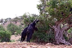 Images Dated 25th March 2015: Goats climbing an Argan tree, Morocco