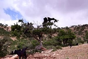 Images Dated 25th March 2015: Goats climbing an Argan tree, Morocco