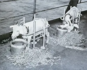 Goat Prints: Goats Eating Hay Aboard Ship