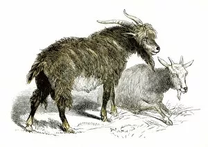 Images Dated 25th April 2017: Goats engraving 1851