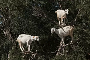 Vegetation Collection: Goats feeding in argan tree. Marocco