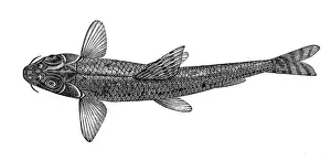 Animal Fin Prints: Gobio gobio (fluviatilis)