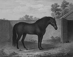 The Godolphin Arabian - Hall of Fame