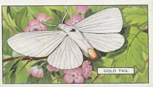 Gold Tail Butterfly, Butterflies and Moths series, Gallaher Collectible Tobacco Card, 1938
