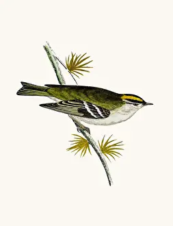 Goldcrest bird