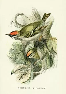 Images Dated 16th March 2017: Goldcrest and Firecrest engraving 1896