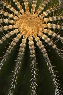 Succulent Plant Gallery: Golden Barrel Cactus -Echinocactus grusonii-, Spain