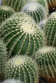 Prick Gallery: Golden Barrel Cactuses -Echinocactus grusonii-