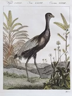 Images Dated 31st December 2017: Golden-breasted trumpet bird, hand-coloured copperplate engraving from Friedrich Justin