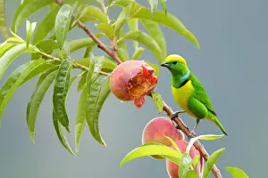 Golden-browed Chlorophonia (Chlorophonia callophrys)